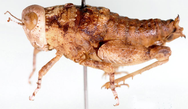 Lithidium pusillum