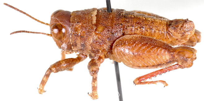 Lithidium rubripes