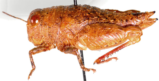 Lithidium rubripes