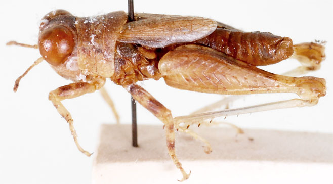 Microtmethis kuthyi