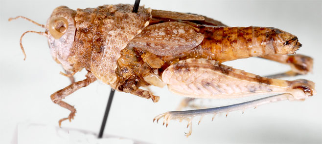 Microtmethis kuthyi