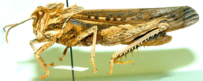 Adephagus cristatus