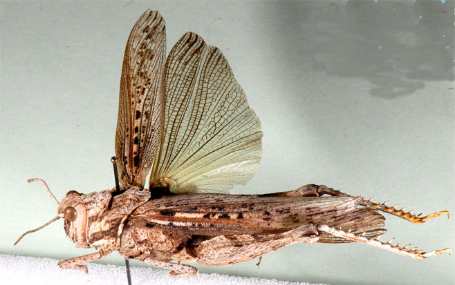 Adephagus cristatus