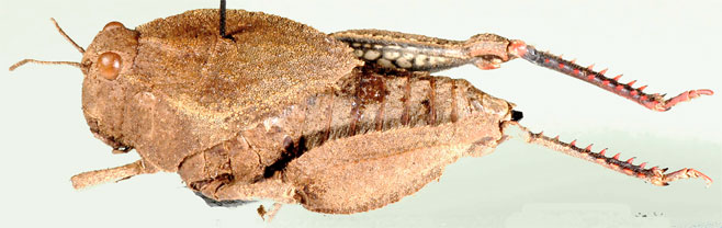 Batrachornis hottentotus