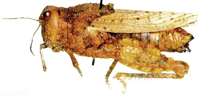 Batrachornis namaquensis
