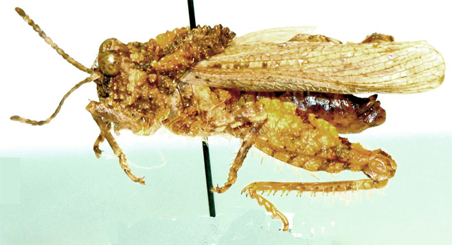 Batrachornis namaquensis