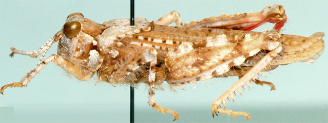 Batrachornis perloides
