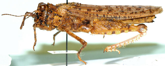 Batrachornis perloides