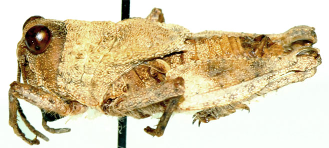 Batrachotetrix pistrinarius