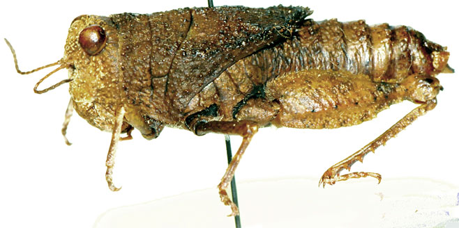 Batrachotetrix pistrinarius