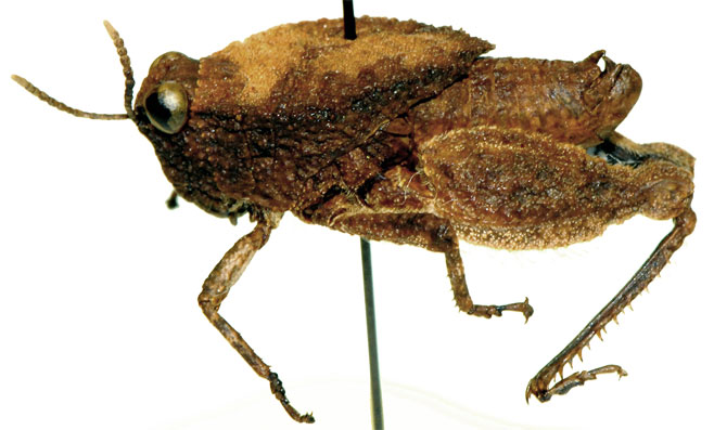 Batrachotetrix stolli