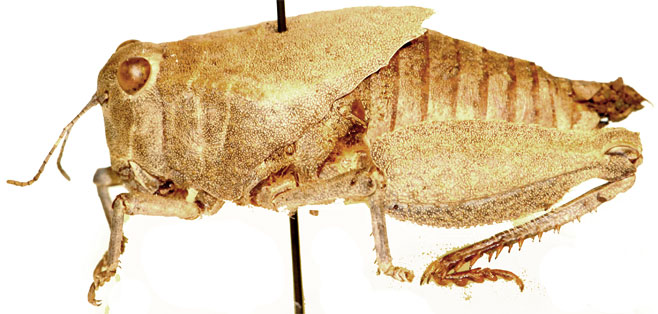Batrachotetrix stolli