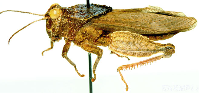 Batrachotetrix braini
