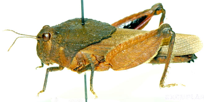 Batrachotetrix braini