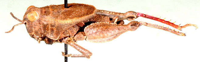 Batrachotetrix bufo