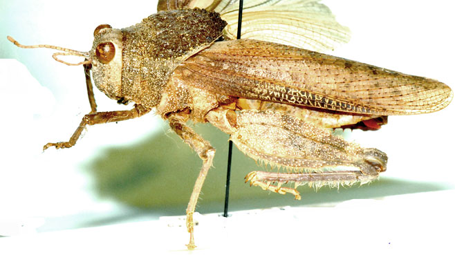 Batrachotetrix cantans