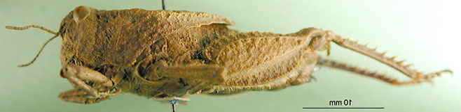 Batrachotetrix granulata