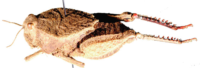 Batrachotetrix granulata