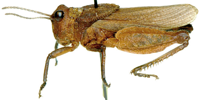 Batrachotetrix hemiptera