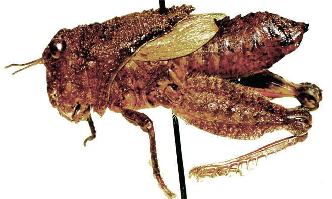 Batrachotetrix hemiptera