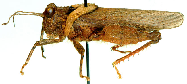 Batrachotetrix loricatus