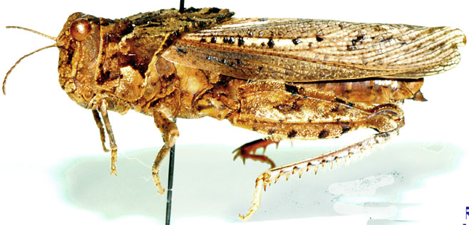 Batrachotetrix loricatus