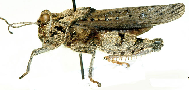 Batrachotetrix peringueyi