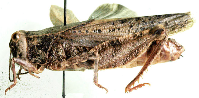 Batrachotetrix peringueyi