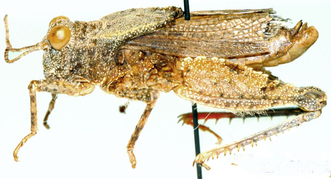 Batrachotetrix turneri