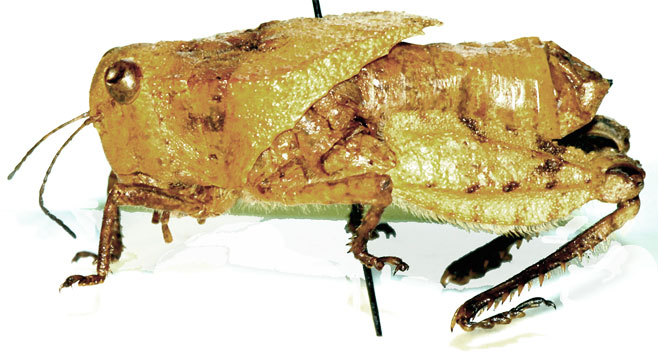 Batrachotetrix turneri