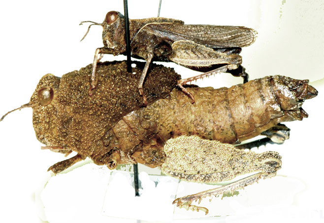 Batrachotetrix turneri