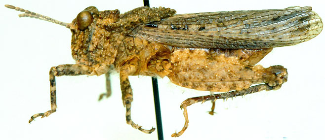 Eremotettix capensis