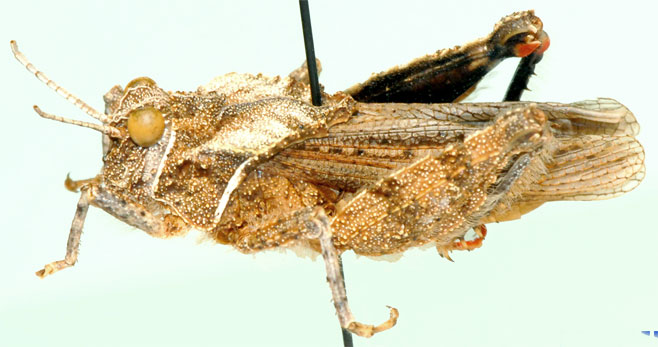 Eremotettix walkeri