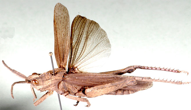 Akicera fusca