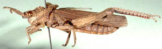 Akicera fusca