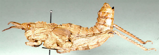 Akicera fusca