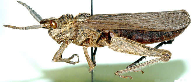 Akicera grisea