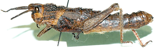 Akicera grisea