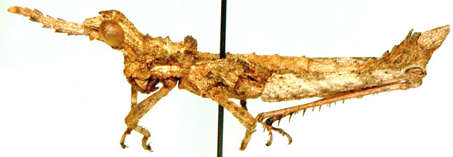 Geloiomimus nasicus