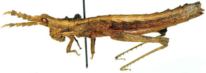 Geloiomimus nasicus