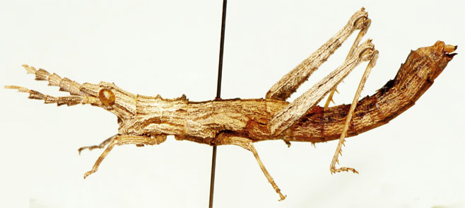 Parageloiomimus rugulosus