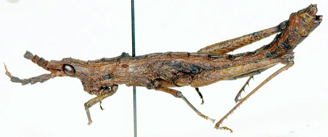 Parageloiomimus rugulosus