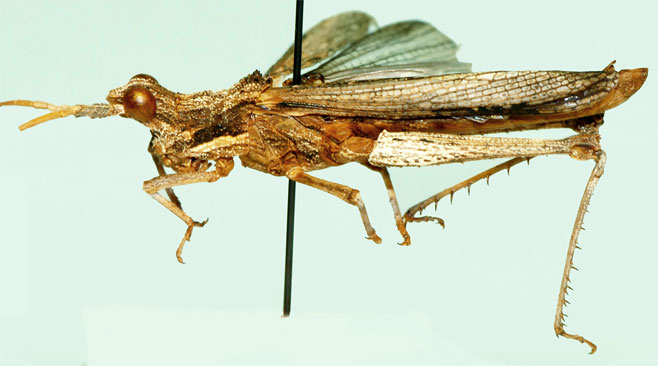 Parageloiomimus spinosus
