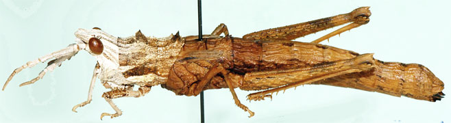 Parageloiomimus spinosus