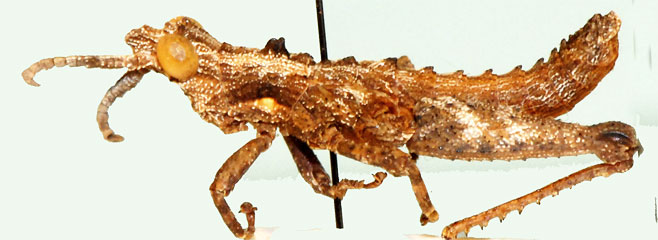 Thrincotropis karruensis