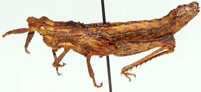 Thrincotropis caffra