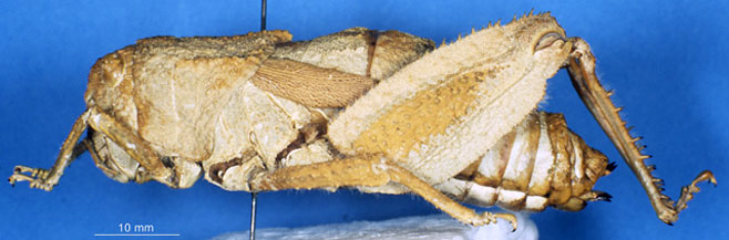 Trachypetrella anderssonii