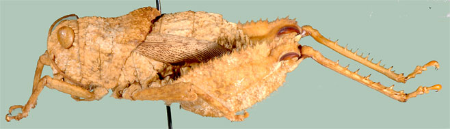 Trachypetrella anderssonii