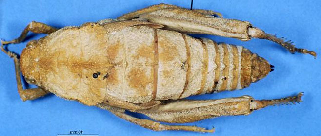 Trachypetrella anderssonii