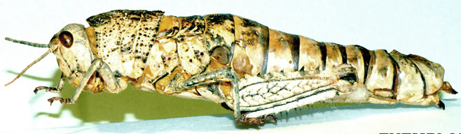Cultrinotus poultoni